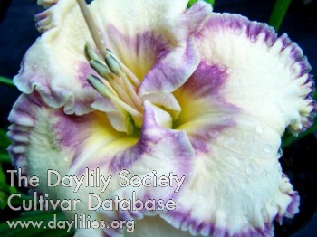 Daylily From the Sea